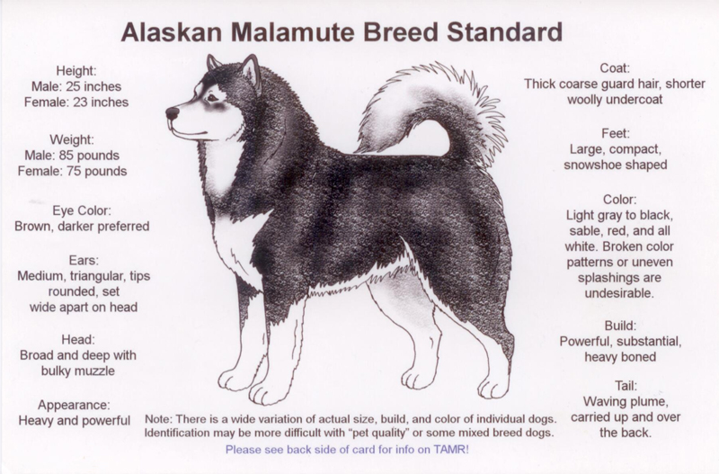 Alaskan Malamute Breed Standard